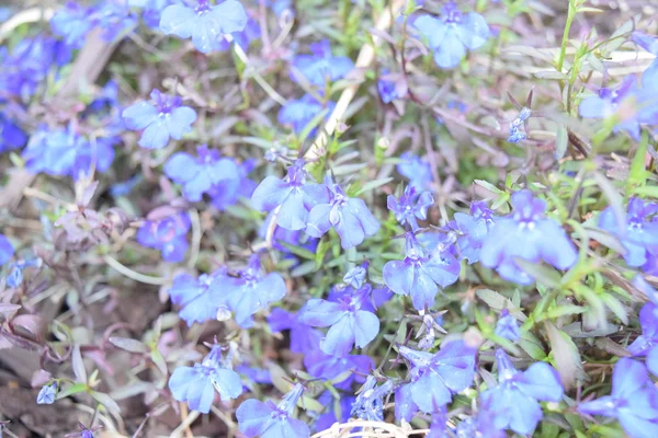 Pequeñas flores moradas —  Fotos de Stock