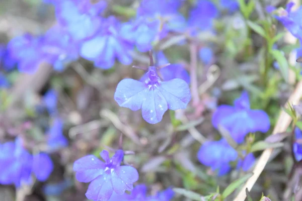 Kleine paarse bloemen — Stockfoto