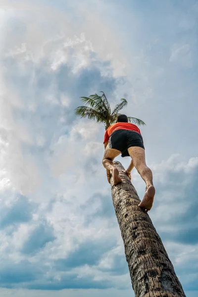 Человек взбирается на пальму — стоковое фото