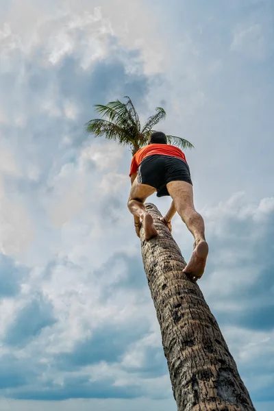 Man climbs up the palm tree — Stock Photo, Image