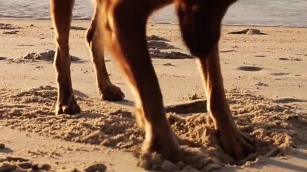 Молодая Женщина Сидящая Пляже Красочном Фоне Заката — стоковое видео