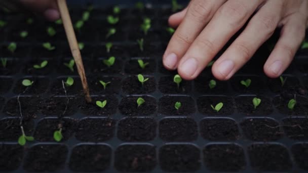 Plantas Reconocidas Cultivadas Por Hombre Granja Orgánica — Vídeo de stock