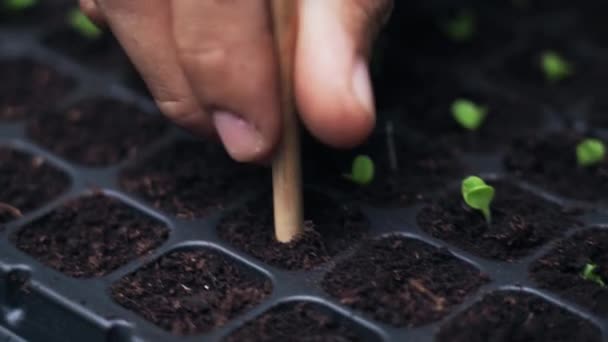 Plantas Reconocidas Cultivadas Por Hombre Granja Orgánica — Vídeo de stock