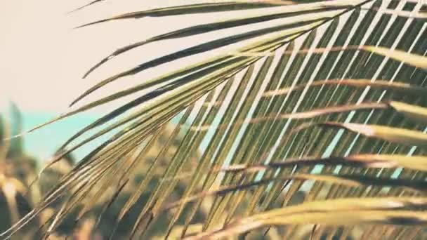 Zbliżenie Liści Palmowych Palm Morza Słoneczny Poranek Widok Balkonu — Wideo stockowe