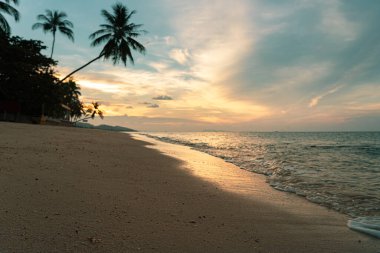Harika bir günbatımı ve sonbaharda kumlu bir plajda sörf. Arka planda, bir palmiye ağacının silüeti..