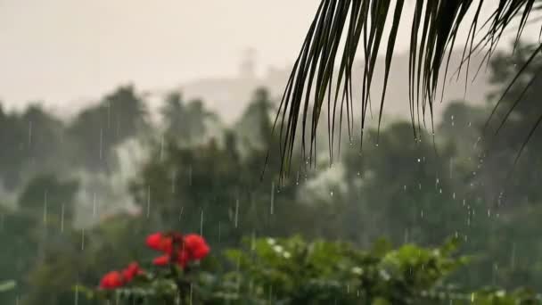 Lluvias Sobre Palmeras Flores Rojas Mar Montaña Una Isla Tropical — Vídeos de Stock