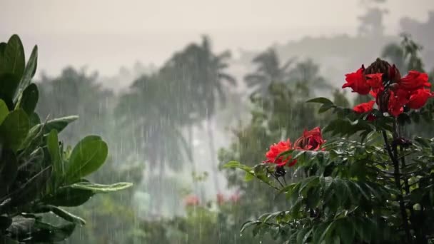 Regen Über Palmen Rote Blumen Meer Und Berge Auf Einer — Stockvideo