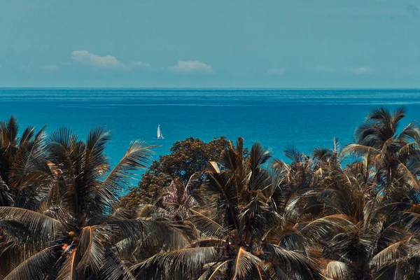 Palmen Blaues Meer Und Weißes Segelboot Einem Sonnigen Sommertag Auf — Stockfoto