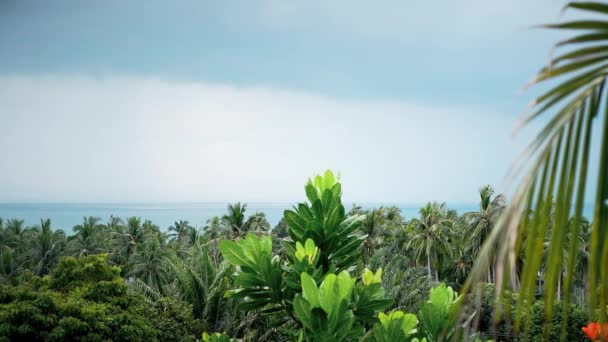 Giardino Tropicale Con Palme Cielo Blu — Video Stock