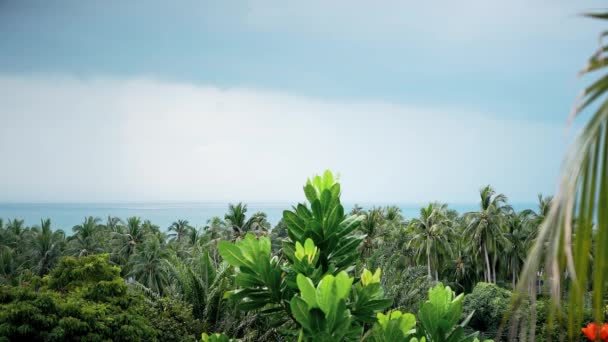 Giardino Tropicale Con Palme Cielo Blu — Video Stock