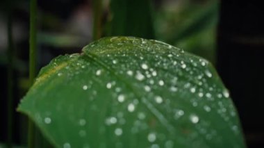 Yaprağın üzerindeki yağmur damlalarını kapat 