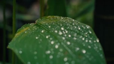 Yaprağın üzerindeki yağmur damlalarını kapat 