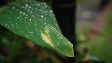 Yaprağın üzerindeki yağmur damlalarını kapat 