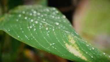 Yaprağın üzerindeki yağmur damlalarını kapat 