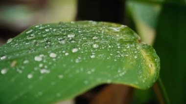 Yaprağın üzerindeki yağmur damlalarını kapat 