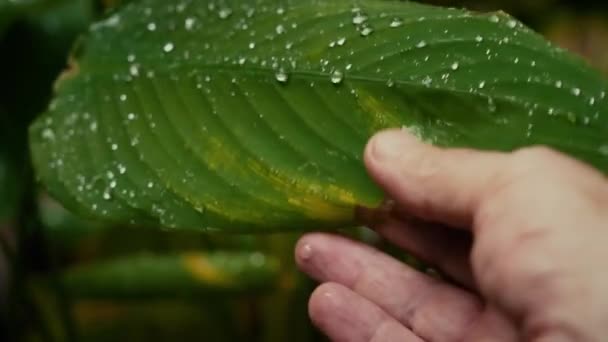 Cerrar Gotas Lluvia Hoja — Vídeos de Stock