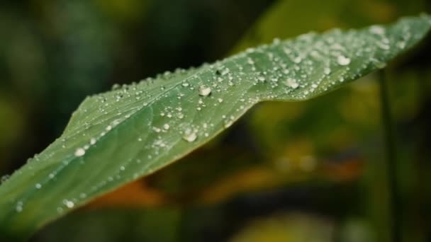 Fechar Gotas Chuva Folha — Vídeo de Stock