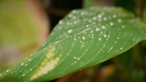 Fermer Les Gouttes Pluie Sur Feuille — Video