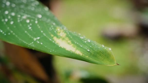 Fermer Les Gouttes Pluie Sur Feuille — Video