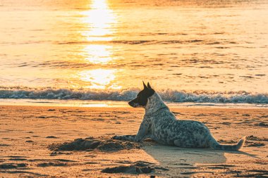 Köpek şafak vakti kumlu bir sahilde yatar ve birini bekler.