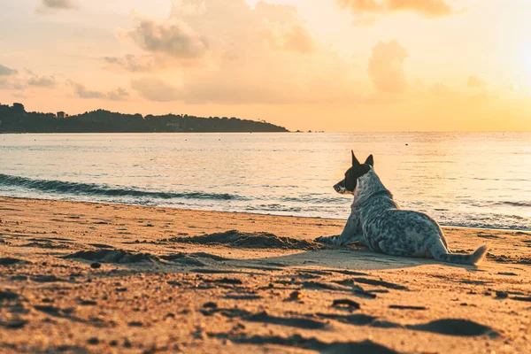 Hunden Ligger Sandstrand Vid Havet Gryningen Och Väntar Någon — Stockfoto