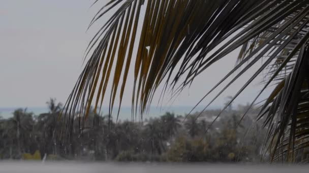 Дождь Над Пальмами Красными Цветами Морем Горой Тропическом Острове Видео — стоковое видео
