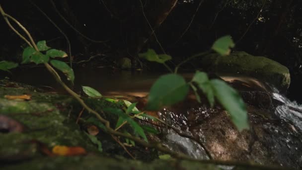 Vesiputous Viidakossa Trooppisella Saarella — kuvapankkivideo