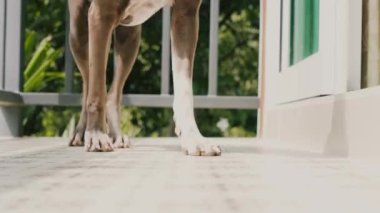 Evdeki balkonda yürüyen bir köpek..