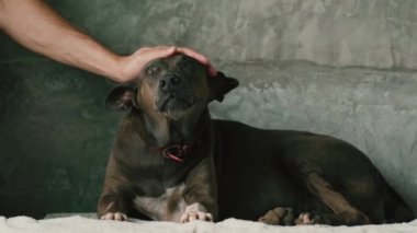 Evde, yatakta yatan bir köpeğin portresi. Bir adamın eli kafasını okşar..