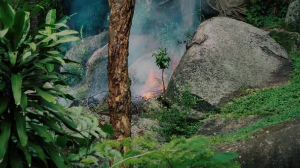 Incendio Bosque Tropical — Vídeo de stock