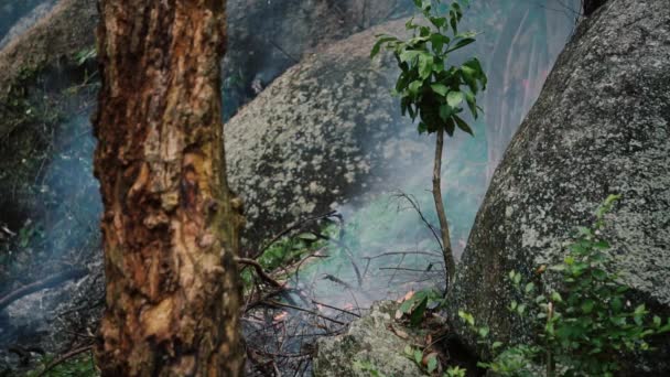 Tropikal Ormanda Ateş Yanıyor — Stok video