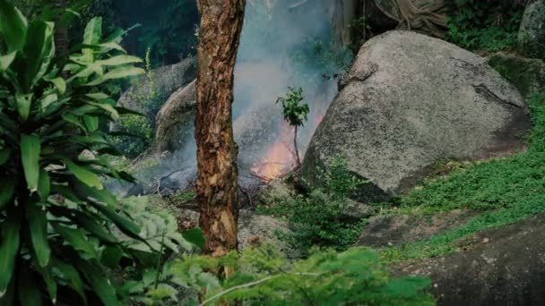 Queima Fogo Floresta Tropical — Vídeo de Stock