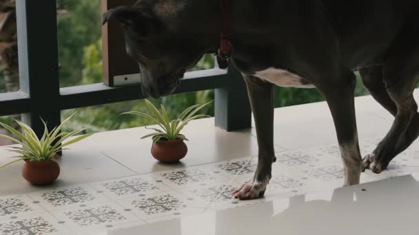Собака Гуляющая Дома Балконе — стоковое видео