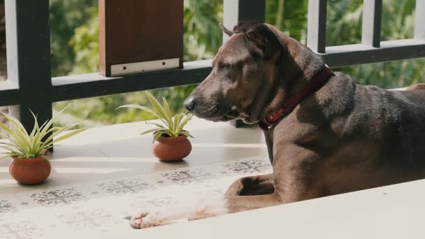 犬は家で夏の日にバルコニーに横たわって通りを見ています 背景には緑と木 — ストック動画