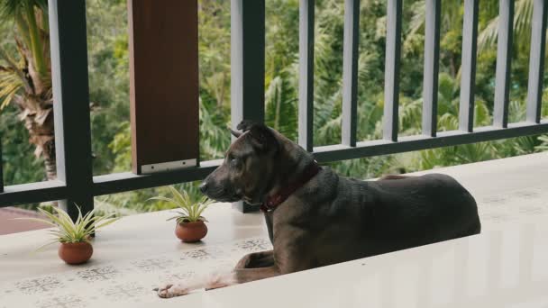 Perro Encuentra Balcón Día Verano Casa Mira Calle Árboles Verde — Vídeos de Stock