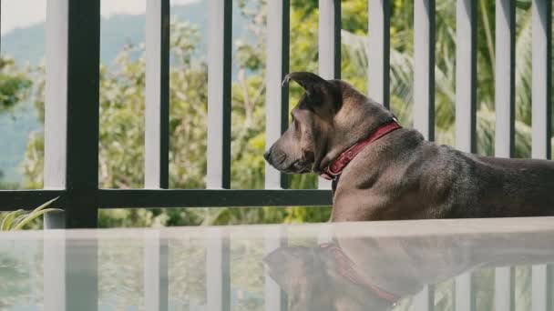 Hunden Ligger Balkongen Sommardag Hemma Och Tittar Gatan Träd Och — Stockvideo