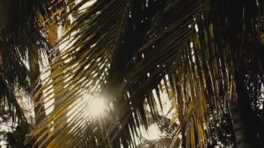 Güneşli bir yaz gününde, güneş ışınları palmiye yaprakları arasında parıldar.
