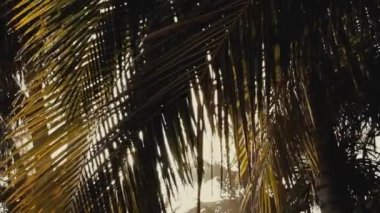 Güneşli bir yaz gününde, güneş ışınları palmiye yaprakları arasında parıldar.