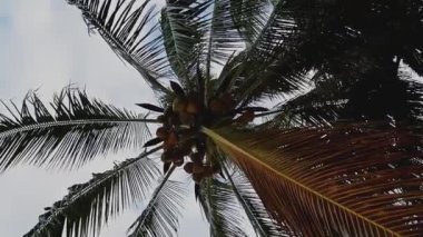 Bir yaz günü gökyüzünün arka planında hindistan cevizi olan dönen palmiye ağaçlarının dipteki görüntüsü