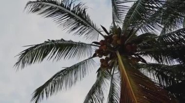 Bir yaz günü gökyüzünün arka planında hindistan cevizi olan dönen palmiye ağaçlarının dipteki görüntüsü
