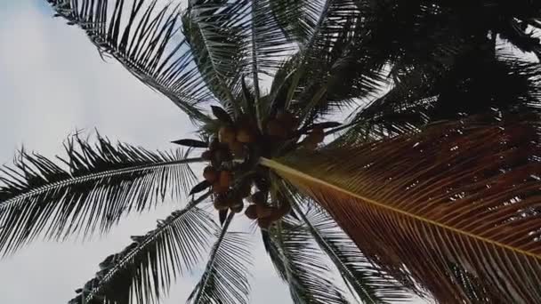 Fenékig Kilátás Forgó Pálmafákra Kókuszdióval Hátterében Egy Nyári Napon — Stock videók