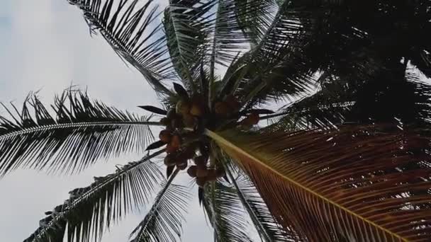 Pandangan Bawah Dari Pohon Pohon Palem Berputar Dengan Kelapa Latar — Stok Video