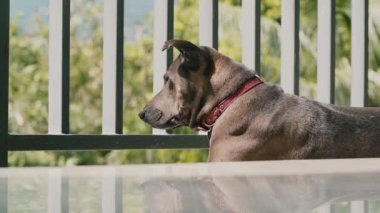 Köpek bir yaz günü evde balkonda yatar ve caddeye bakar. Arka planda ağaçlar ve yeşiller.