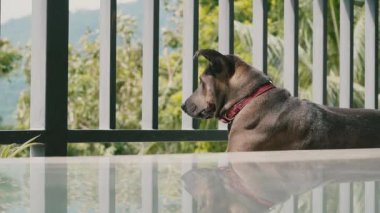 Köpek bir yaz günü evde balkonda yatar ve caddeye bakar. Arka planda ağaçlar ve yeşiller.
