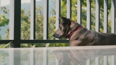 Köpek bir yaz günü evde balkonda yatar ve caddeye bakar. Arka planda ağaçlar ve yeşiller.