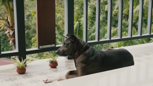 Hunden Ligger Balkongen Sommardag Hemma Och Tittar Gatan Träd Och — Stockvideo