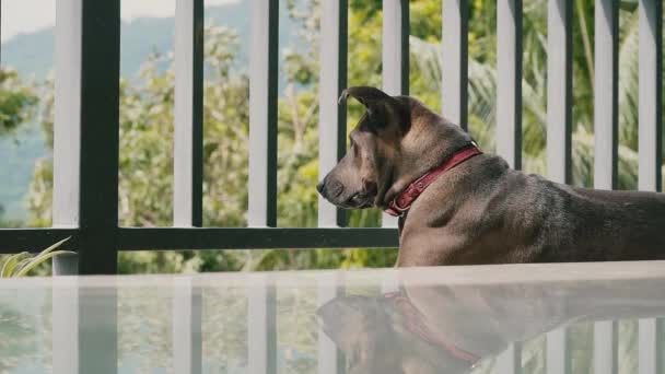 犬は家で夏の日にバルコニーに横たわって通りを見ています 背景には緑と木 — ストック動画