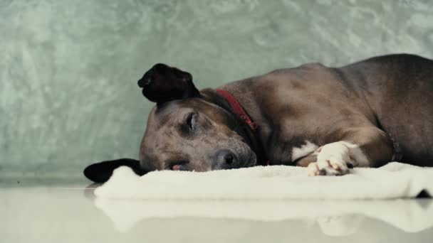 Evdeki Balkonda Yatan Bir Köpek — Stok video