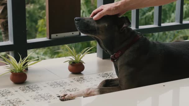 Evde Balkonda Yatan Bir Köpek Bir Adamın Eli Kafasını Okşar — Stok video