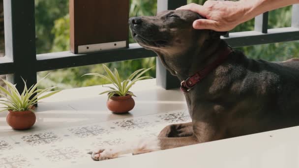 Hund Ligger Balkonen Derhjemme Mands Hånd Slår Hendes Hoved – Stock-video